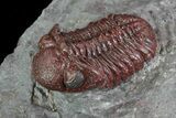 Red Barrandeops Trilobite - Hmar Laghdad, Morocco #69738-2